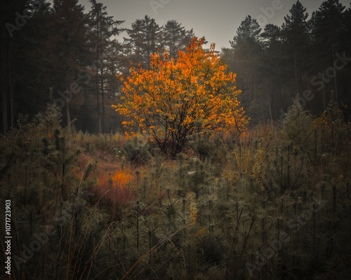 Orange tree in forrest in autumn