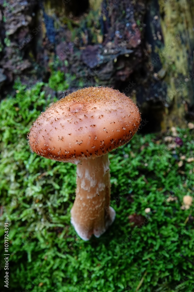 Close-Up of a Armillaria ostoyae dark hallimasch Mushroom on Moss Close-Up of a Armillaria ostoyae dark hallimasch Mushroom on Moss