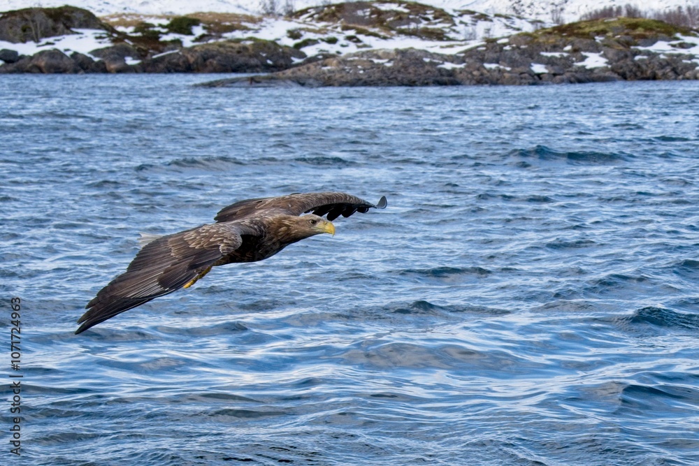 Fototapeta premium sea eagle in flight
