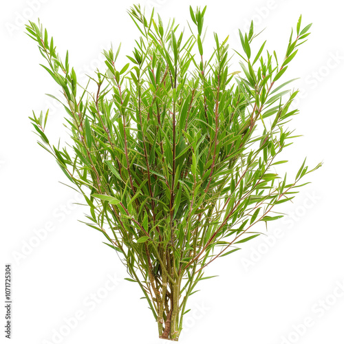 Fresh green aromatic herbs like rosemary thyme sage and lavender growing in a natural garden environment against a plain white background  Concept of organic herbal photo