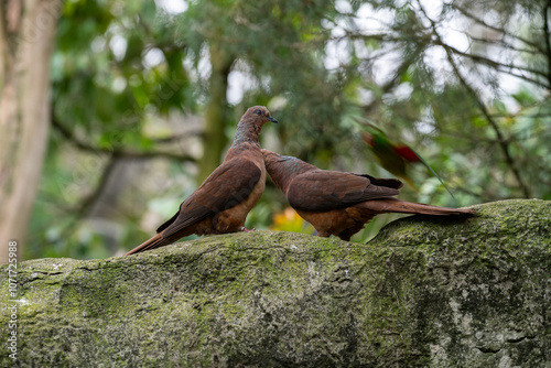 Two Birds Perched on a Stone in Natural Environment