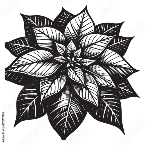 Classic Black and White Poinsettia Illustration for Holiday Designs. This striking black and white illustration of a poinsettia captures the festive spirit of the holiday season.