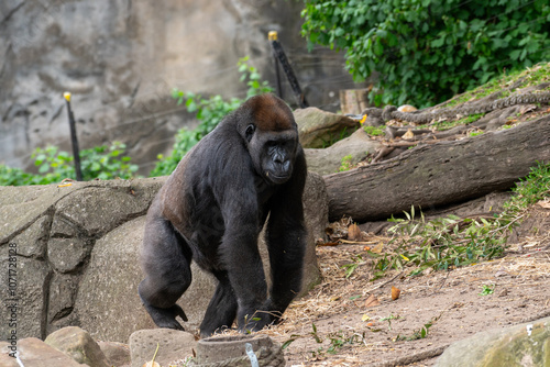 Majestic Gorilla in Natural Habitat