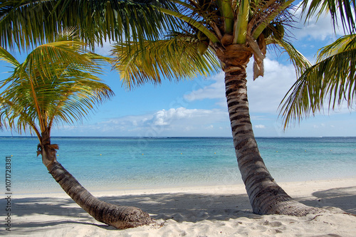 Tropical beach landscape with two bent coconut palms photo