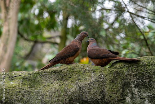 Two Birds Interacting on a Natural Stone Surface