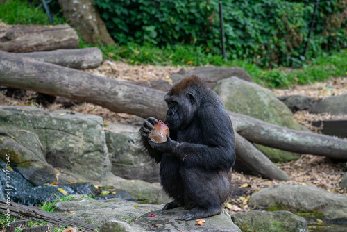 Gorilla Enjoying Snack in Natural Habitat