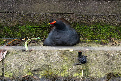 Black Bird with Red Beak Near Insect on Ground