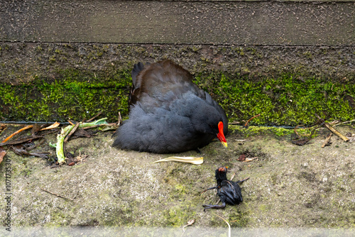 Black bird foraging near water's edge