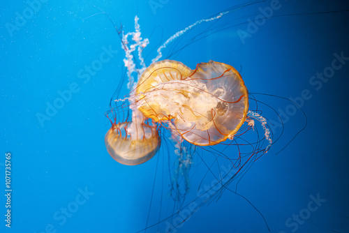 underwater photography jellyfish Chrysaora fuscescens, Pacific sea nettle, West Coast sea nettle photo