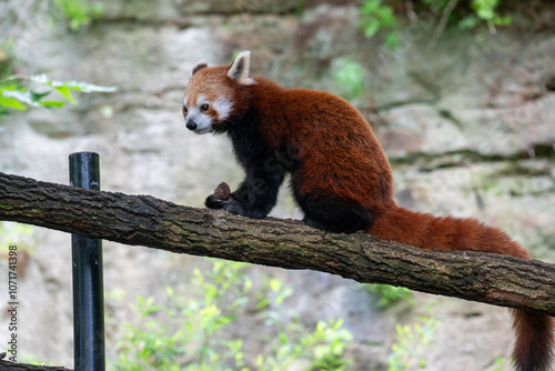 Red Panda Sitting on a Log in Natural Habitat