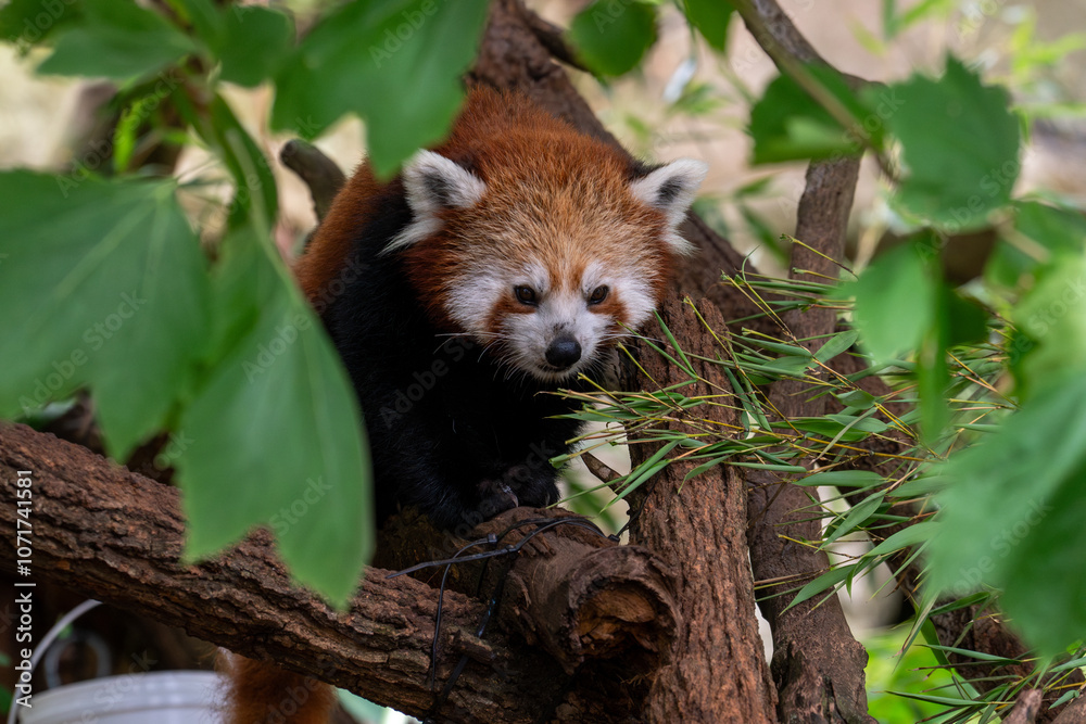 Obraz premium Red Panda Among Green Leaves in Natural Habitat