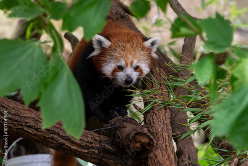 Red Panda Among Green Leaves in Natural Habitat