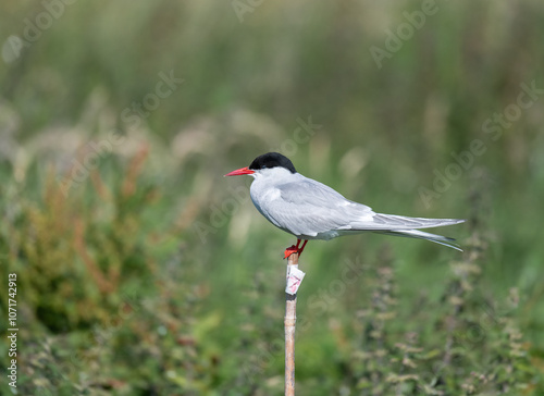 Arctic Tern (Sterna paradisaea) on a post in Northumberland, England photo