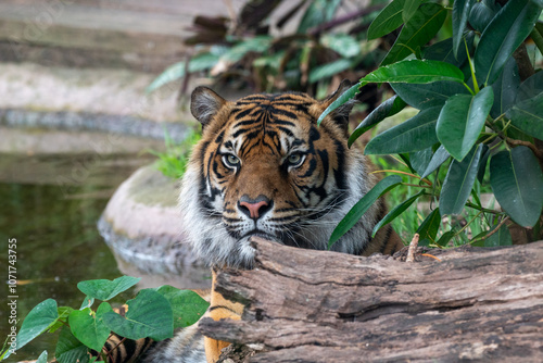 Majestic Tiger Lurking Among Greenery