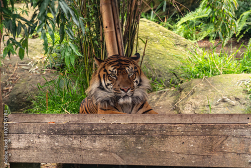 Majestic Tiger Resting in Natural Habitat