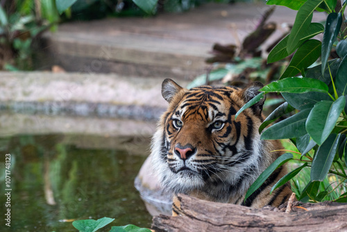 Majestic Tiger Lurking by the Water's Edge