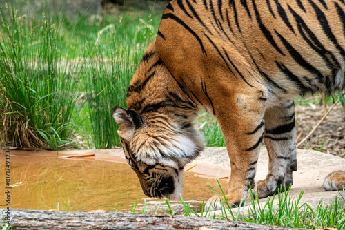 Tiger Drinking from Water Source in Natural Habitat