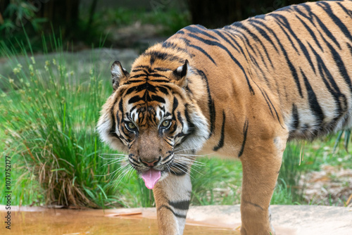 Majestic Tiger Drinking Water in Natural Habitat