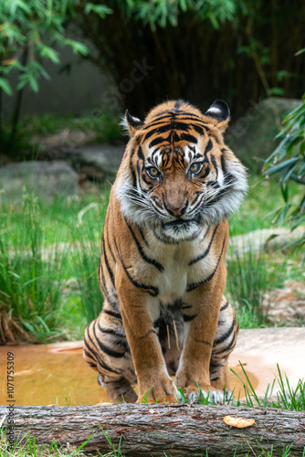 Tiger in Natural Habitat with Lush Greenery