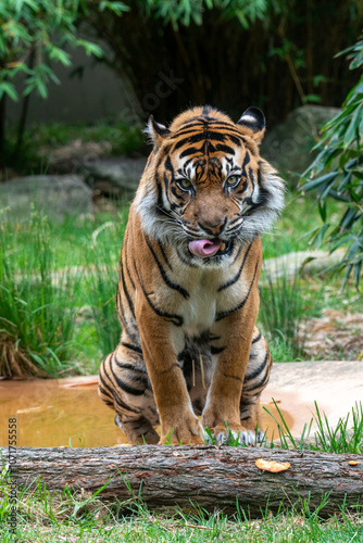 Majestic Tiger Posing Near Water Source in Nature