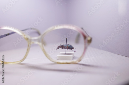 Carabinae insect pierced with a pin on the background of glasses. Museum of natural history, insect study and collecting, entymology photo