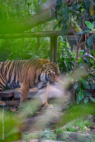 Majestic Tiger in Lush Green Habitat