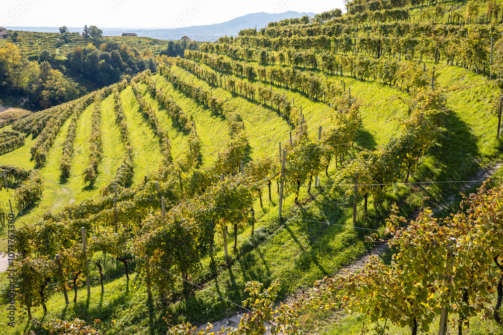 Valdobbiadene, hills and vineyards along the Prosecco road. Italy