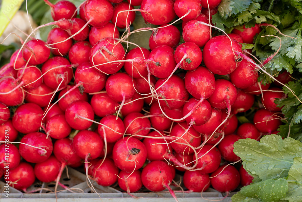 Freshly harvested radishes arranged neatly at a local market, showcasing vibrant colors and textures