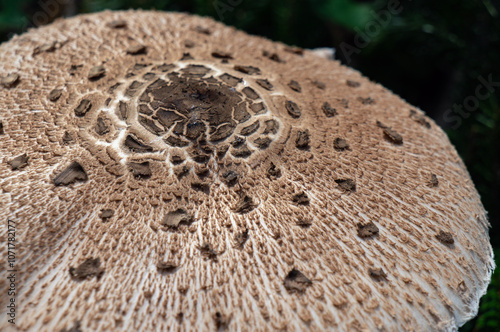 Macrolepiota procera, or parasol mushroom. 