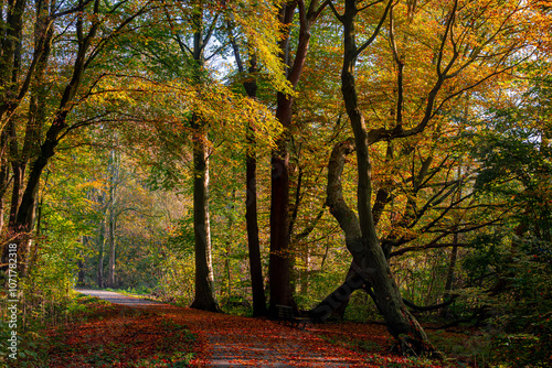 Autumn landscape, Nature walkway with warm sunrise in the morning, Colourful yellow orange leaves on trees, Amsterdamse Bos (Forest) Park in the municipalities of Amstelveen and Amsterdam, Netherlands photo