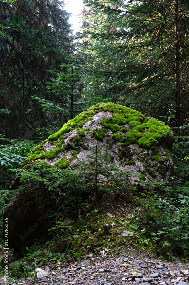 Fototapeta premium Big rock covered in soft green moss in a forest