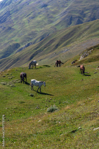 Horses on a meadow in the mountains.