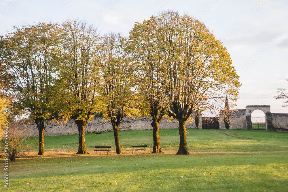 Obraz premium trees in a park in autumn