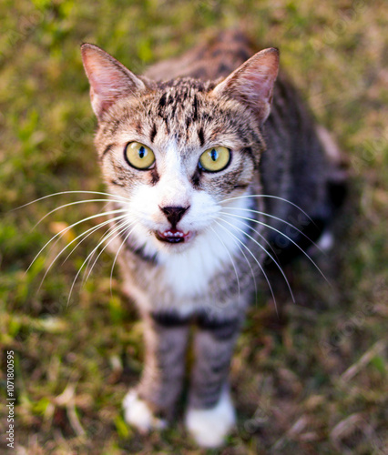 Wallpaper Mural portrait of a cat Torontodigital.ca