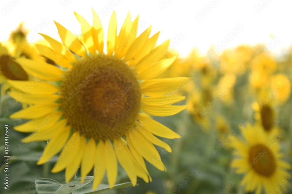 Fototapeta premium ひまわり、日本の夕焼け、佐渡ヶ島