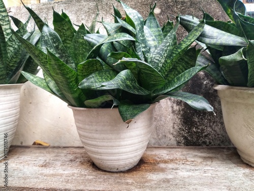 Cozy home interior decor, Sansevieria (snake plant)  pots on a wooden table on the background of a bed with decorative pillows, modern design on a sunny day photo