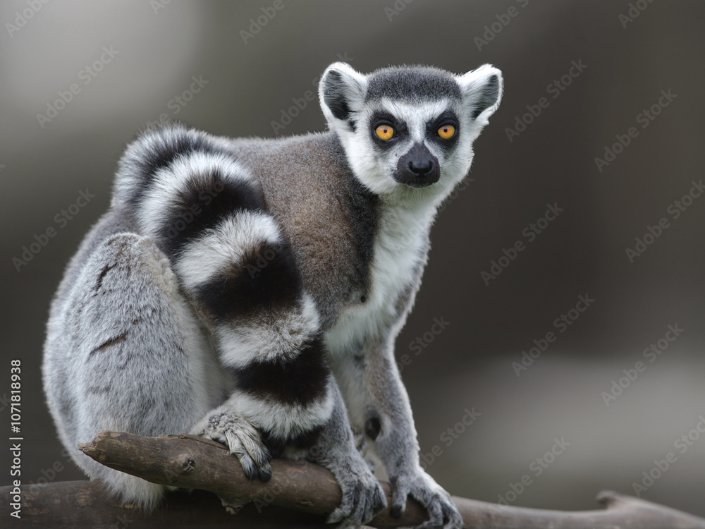 Fototapeta premium portrait of a lemur on a blurred background