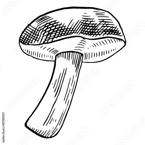 Mushroom hand drawn. Sketch style birch mushroom. Vector ink illustration.