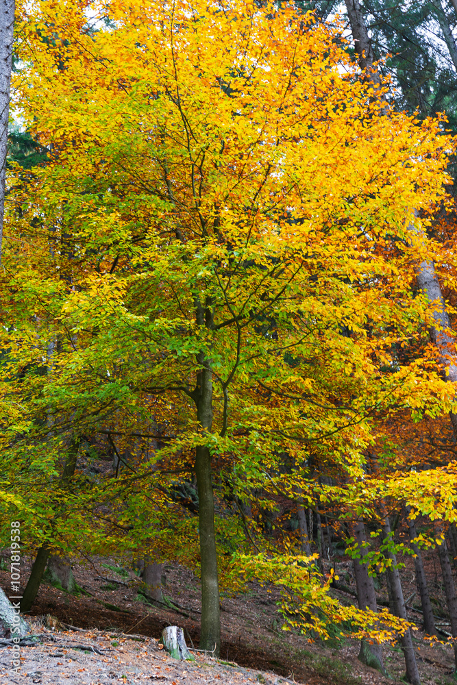 Colorful autumn Landscape in Bohemian Paradise, Czech Republic