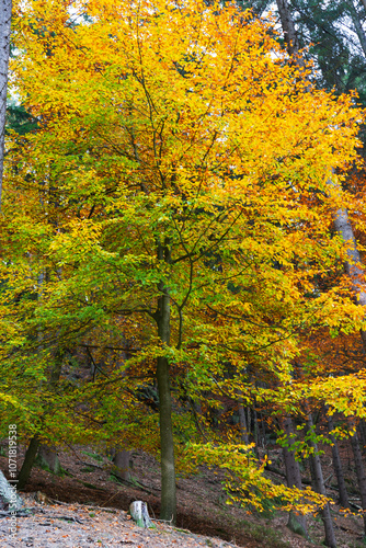 Obraz na płótnie Colorful autumn Landscape in Bohemian Paradise, Czech Republic w salonie