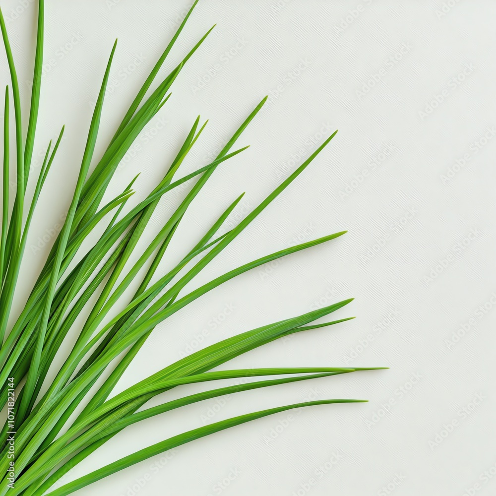 Fototapeta premium Fresh green grass leaves on a light background, minimalistic beauty.