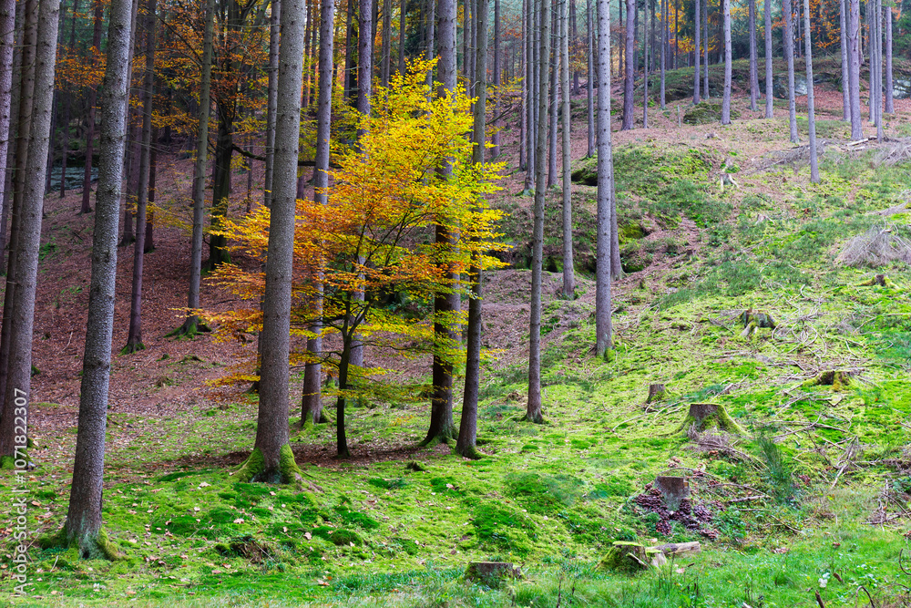 Colorful autumn Landscape in Bohemian Paradise, Czech Republic