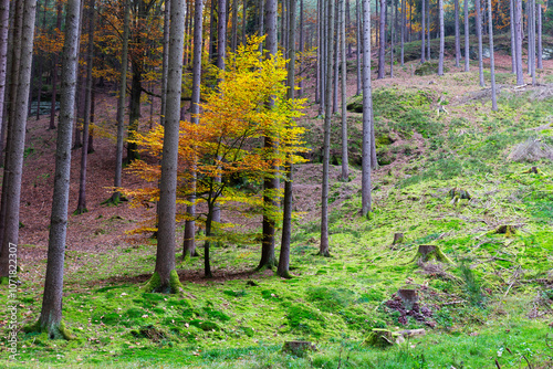Obraz na płótnie Colorful autumn Landscape in Bohemian Paradise, Czech Republic w salonie