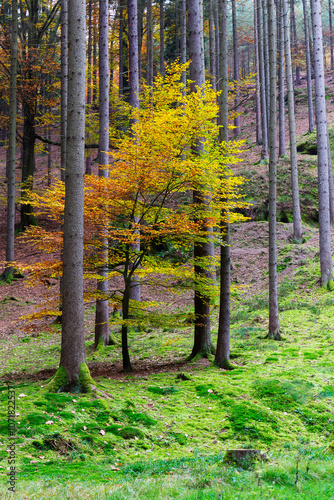 Obraz na płótnie Colorful autumn Landscape in Bohemian Paradise, Czech Republic w salonie