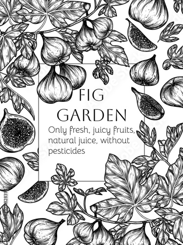 Vector frame with fig fruit tree and slice, piece, half of fruit in engraving style