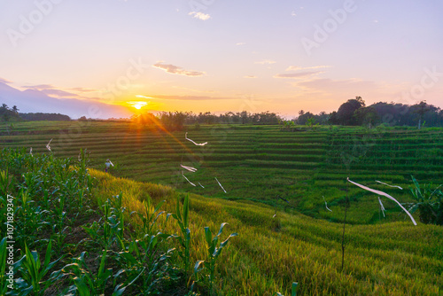 indonesia beauty landscape paddy fields in north bengkulu natural beautiful morning view from Indonesia of mountains and tropical forest photo