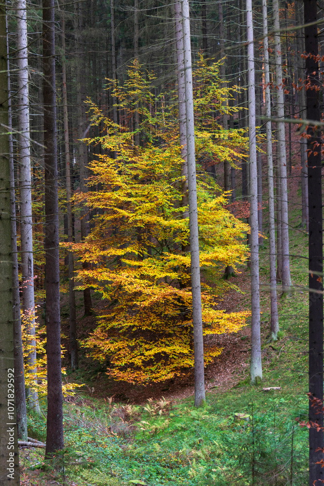 Colorful autumn Landscape in Bohemian Paradise, Czech Republic