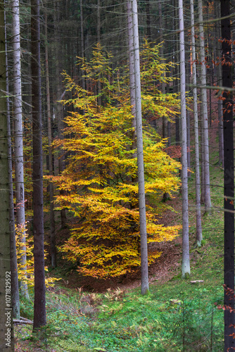 Obraz na płótnie Colorful autumn Landscape in Bohemian Paradise, Czech Republic w salonie