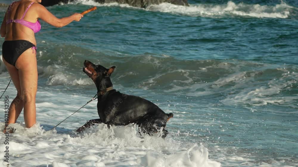 Woman Doberman Beach Playful Dog Fetching Toy Waves