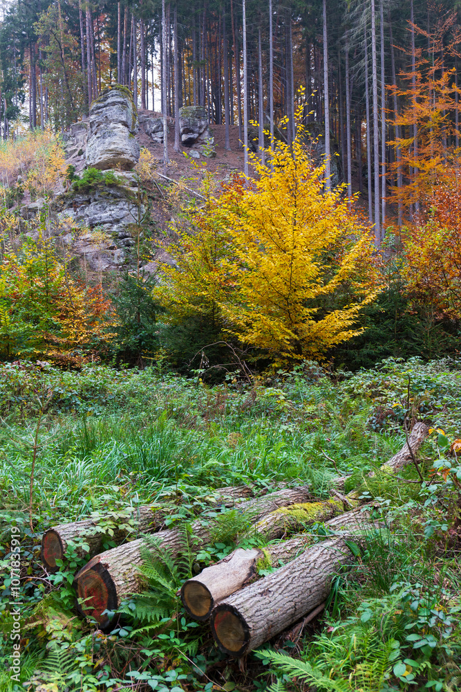 Colorful autumn Landscape in Bohemian Paradise, Czech Republic